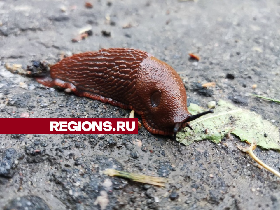 Испанские слизни в подмосковье фото чем опасны