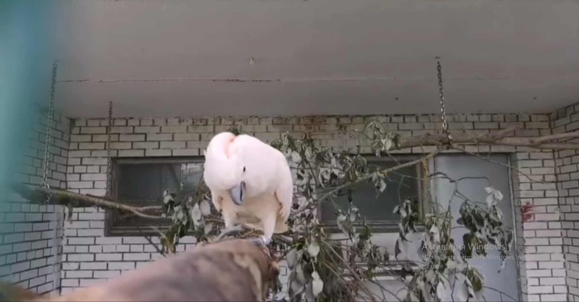 Сотрудники зоопитомника в Сычево засняли болтающего попугая Лунтика