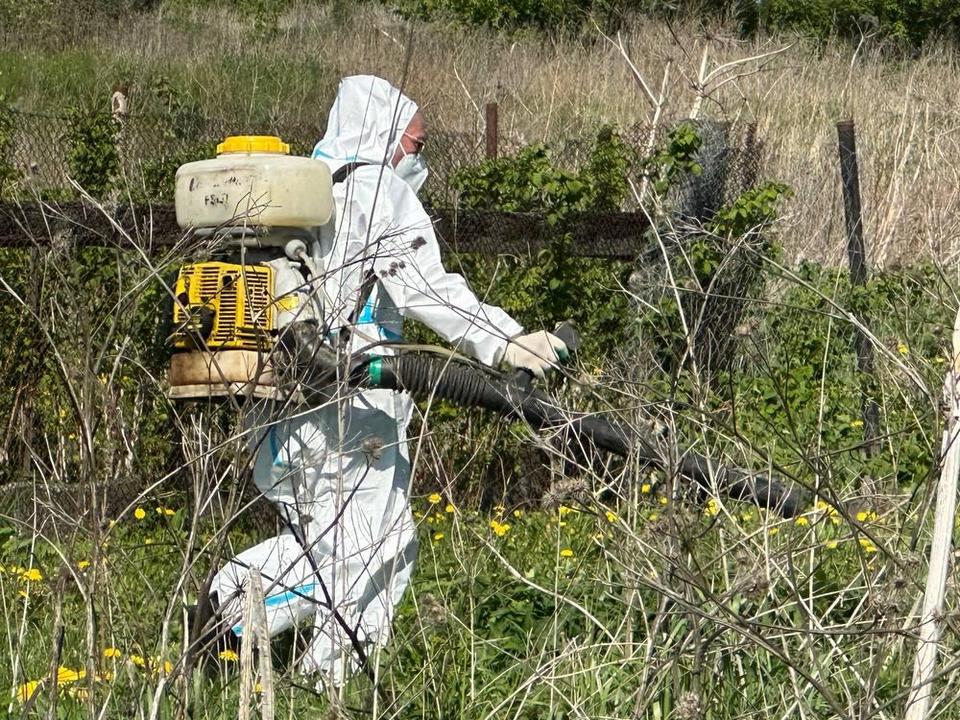 В округе Луховицы в этом году от борщевика обработают свыше 200 га земли