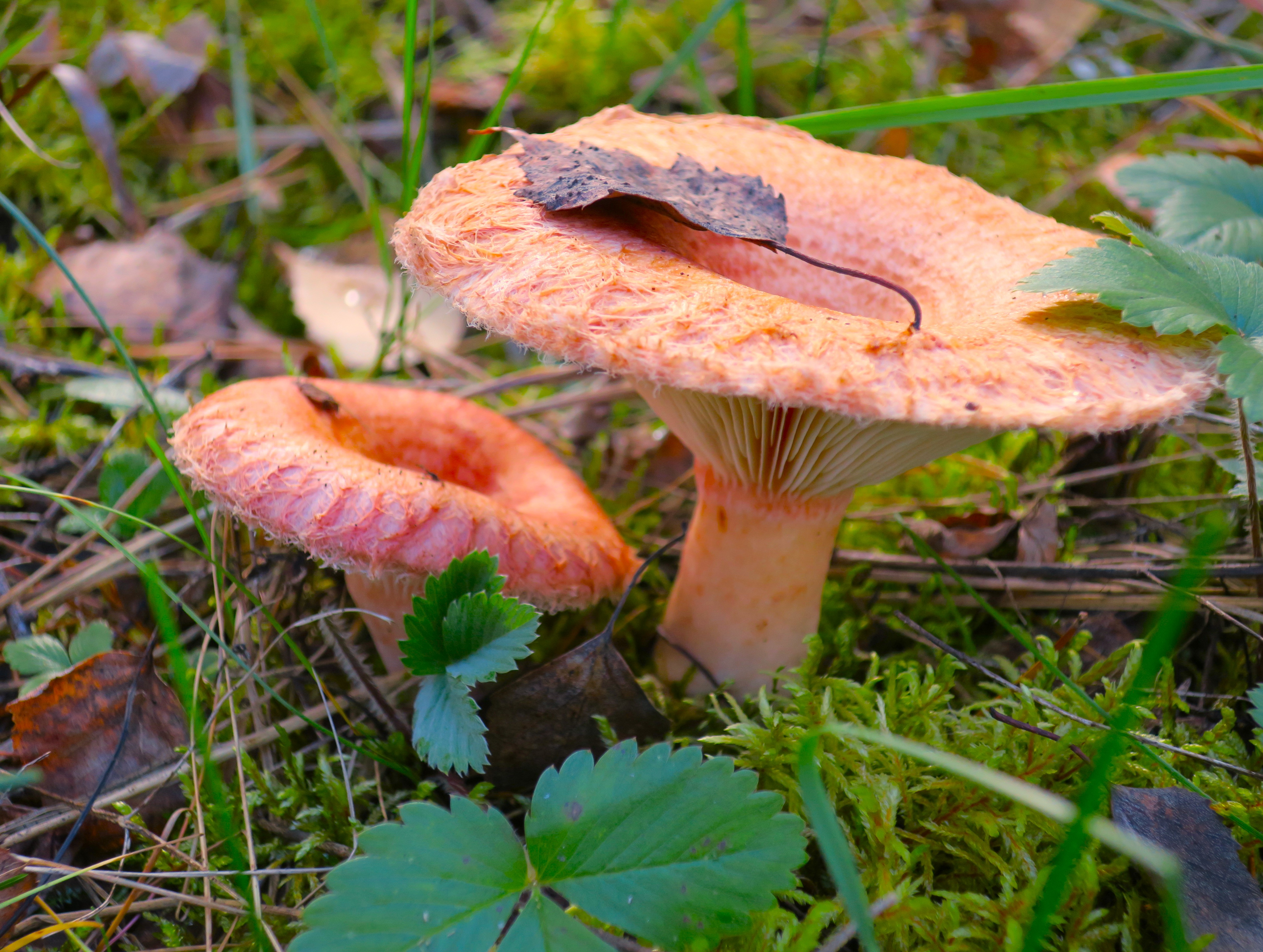 Воскресенцы собирают полные корзины грибов в лесах округа после дождей