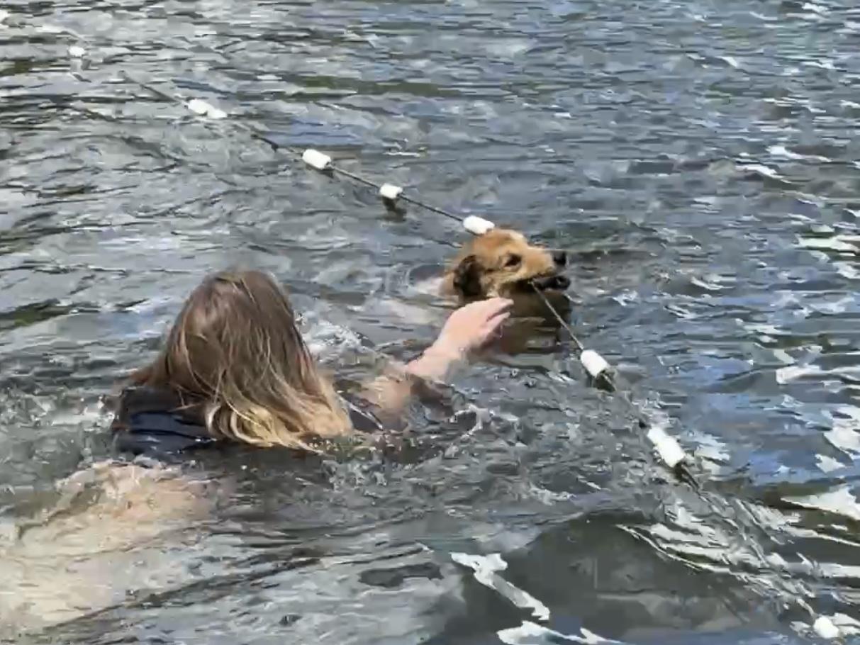 Сняла джинсы и кинулась в воду: женщина не растерялась, когда ее пес начал тонуть на озере Пионер