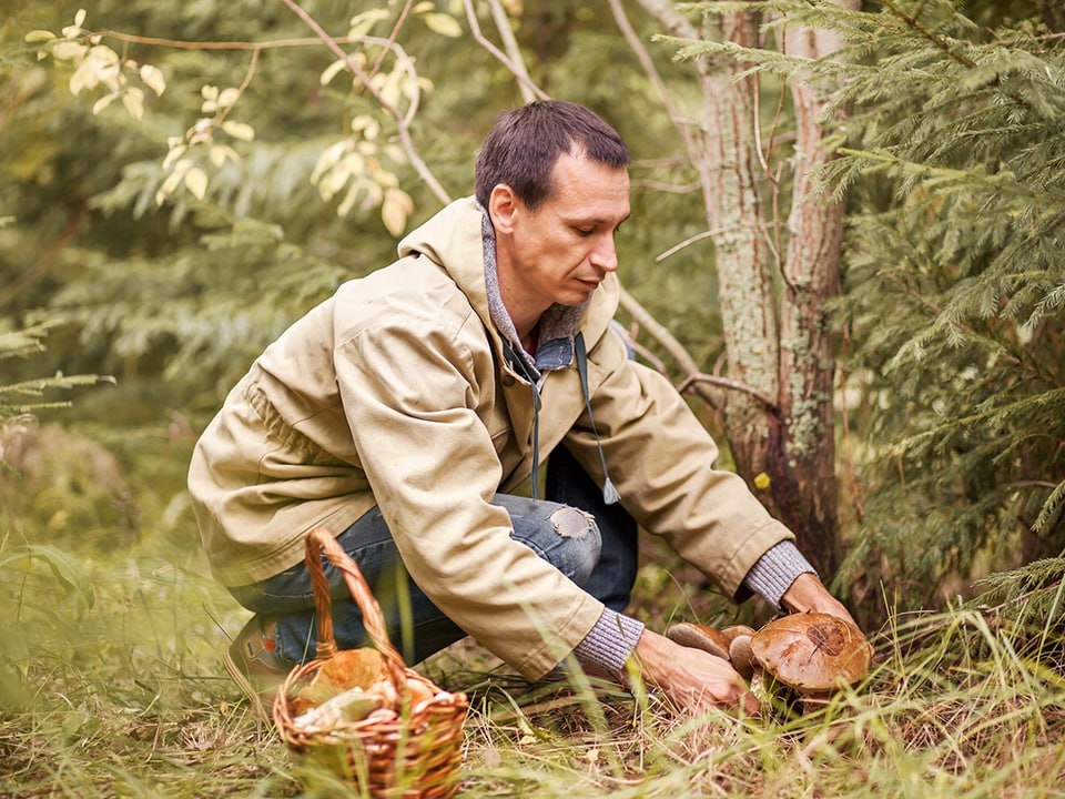 Какие ядовитые грибы чаще всего путают со съедобными