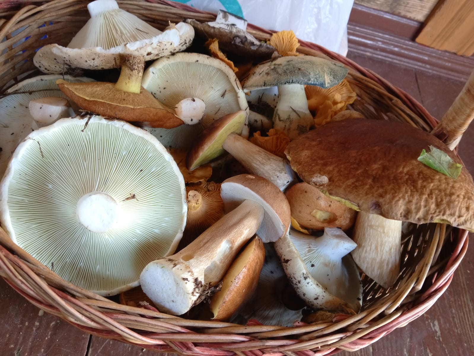 Егорьевец за четыре часа собрал 10 кг грибов