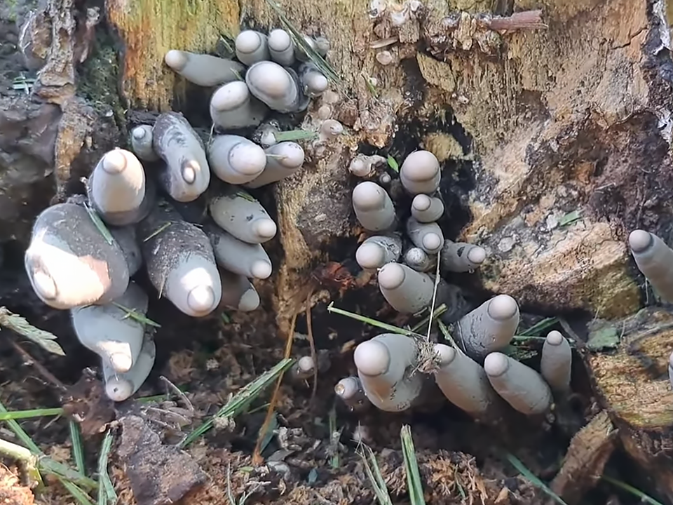 В лесах под Сергиевым Посадом внезапно начали находить жуткие грибы