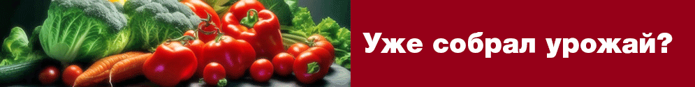 Конкурс урожай