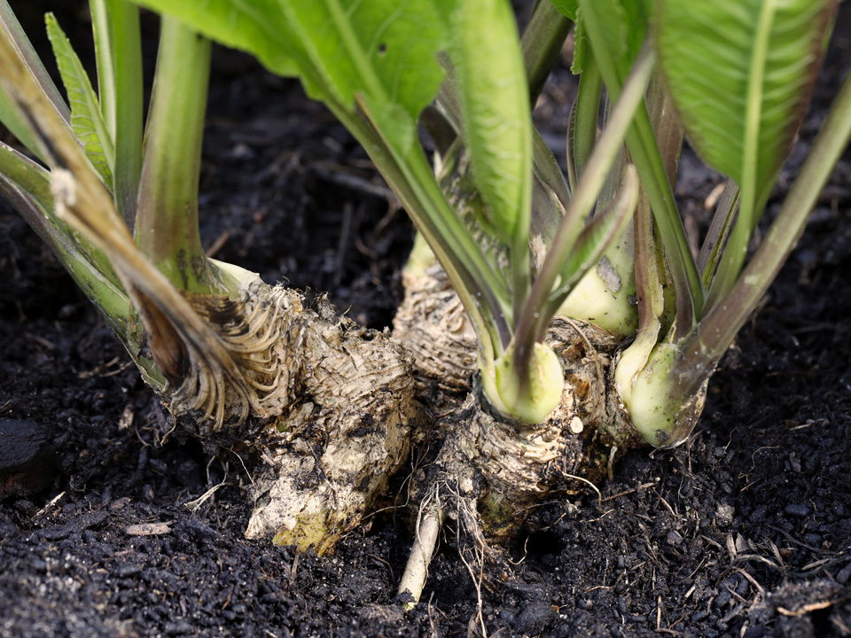 Когда сажать хрен под снег: раскрыта хитрость агронома для богатого раннего урожая