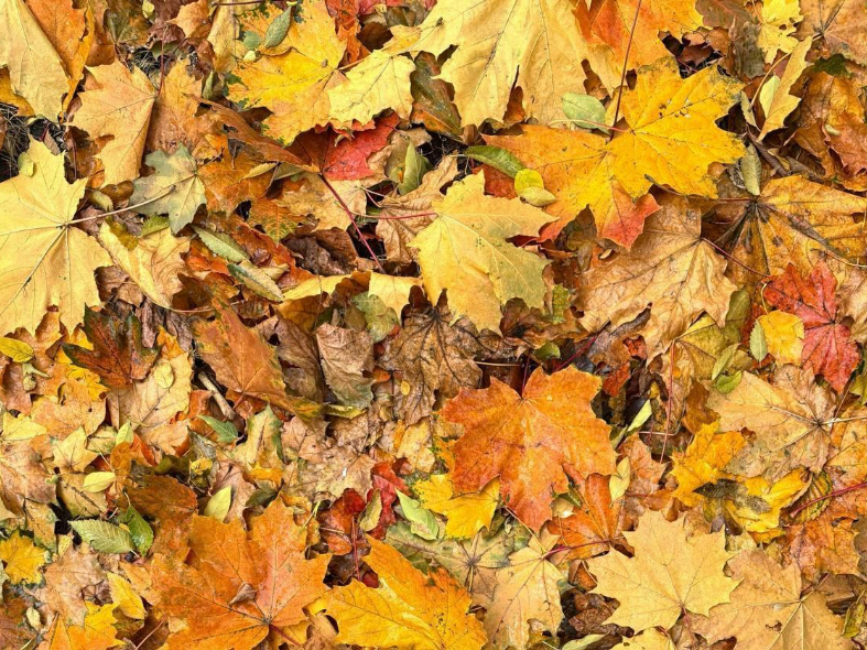 Листья – золото, еще не переплавленное: почему экологи Подмосковья призывают не грабить землю граблями