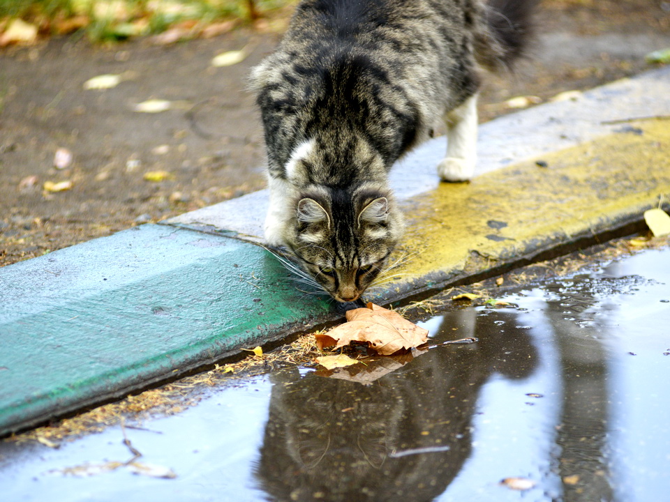 Аномально дождливую погоду предсказала синоптик Татьяна Позднякова