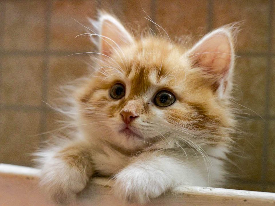 Один съеденный «дождик» может привести к смерти кошки: что делать — ответила ветеринар