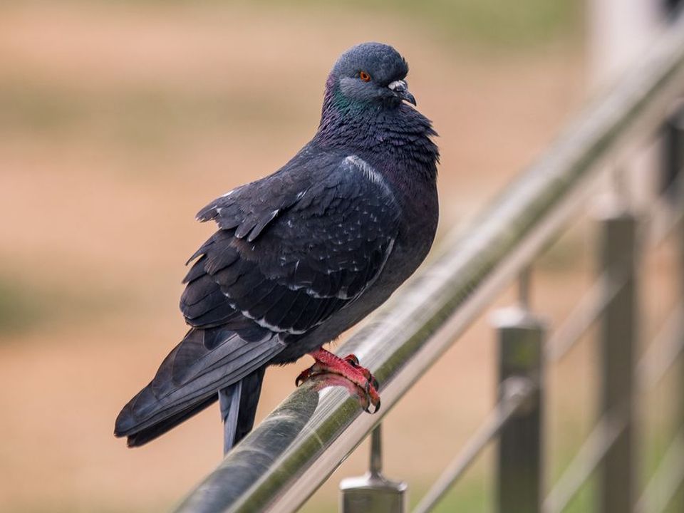 Опасность с воздуха: голуби распространяют особо опасные для людей патогены