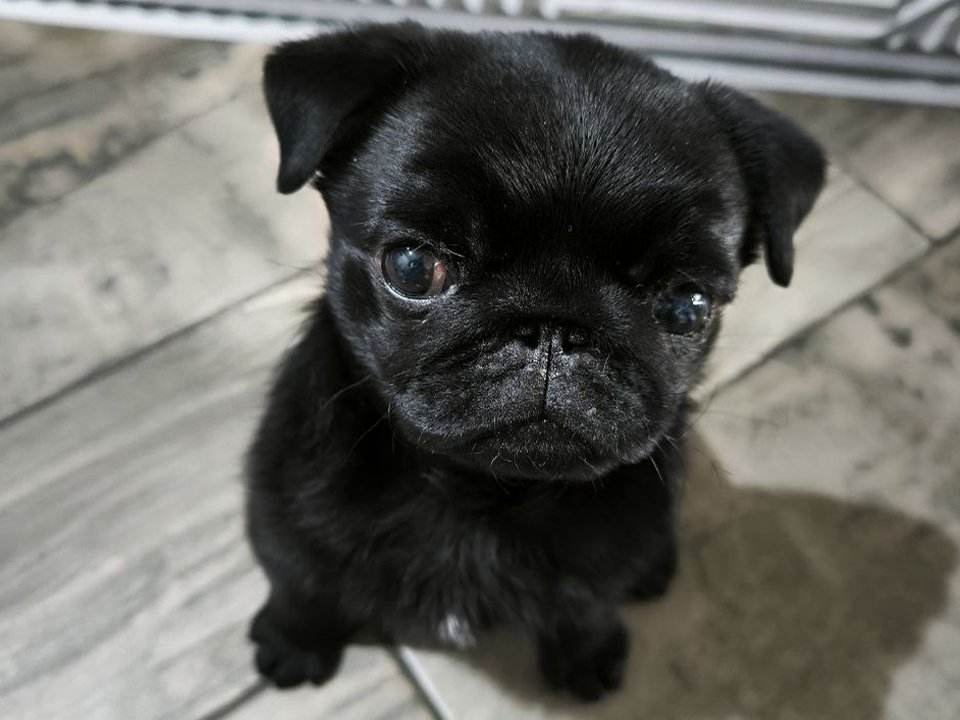 Секрет собачьего языка: ученые обнаружили неожиданную пользу облизывания питомцев для психики