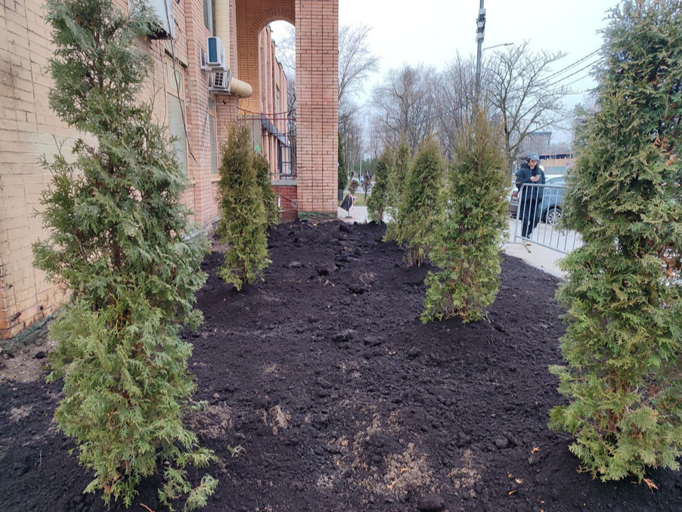 Девять туй появятся на улице Южной после демонтажа павильонов