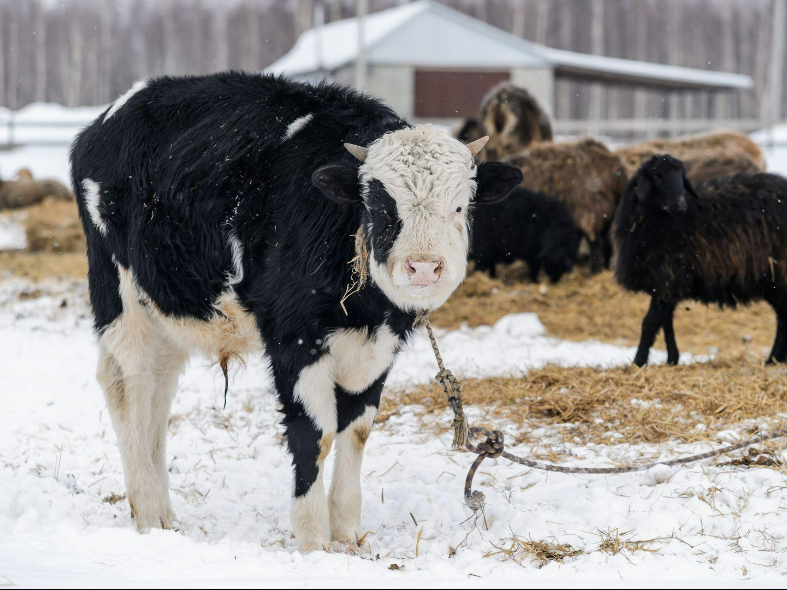 Землю Подмосковья пустили в дело: как получить участок без торгов и компенсацию за его расчистку