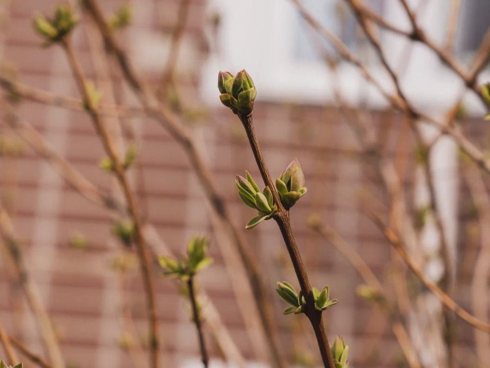 Календарь природы сбился: жара в Подмосковье начнется совсем скоро