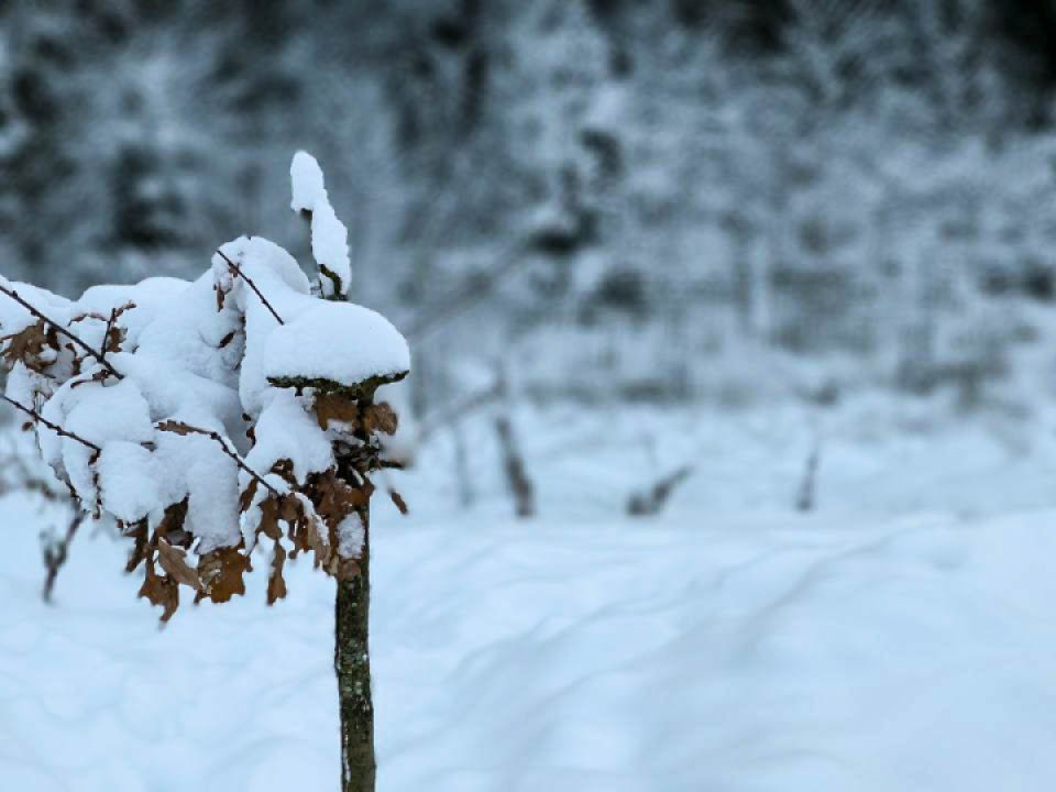 Снег и мороз до -18 градусов: прогноз погоды в Подмосковье на Старый Новый год
