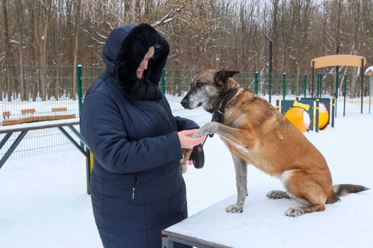 В Подольске на улице Госпитальная появилась оборудованная площадка для  выгула собак | REGIONS.RU / Подольск