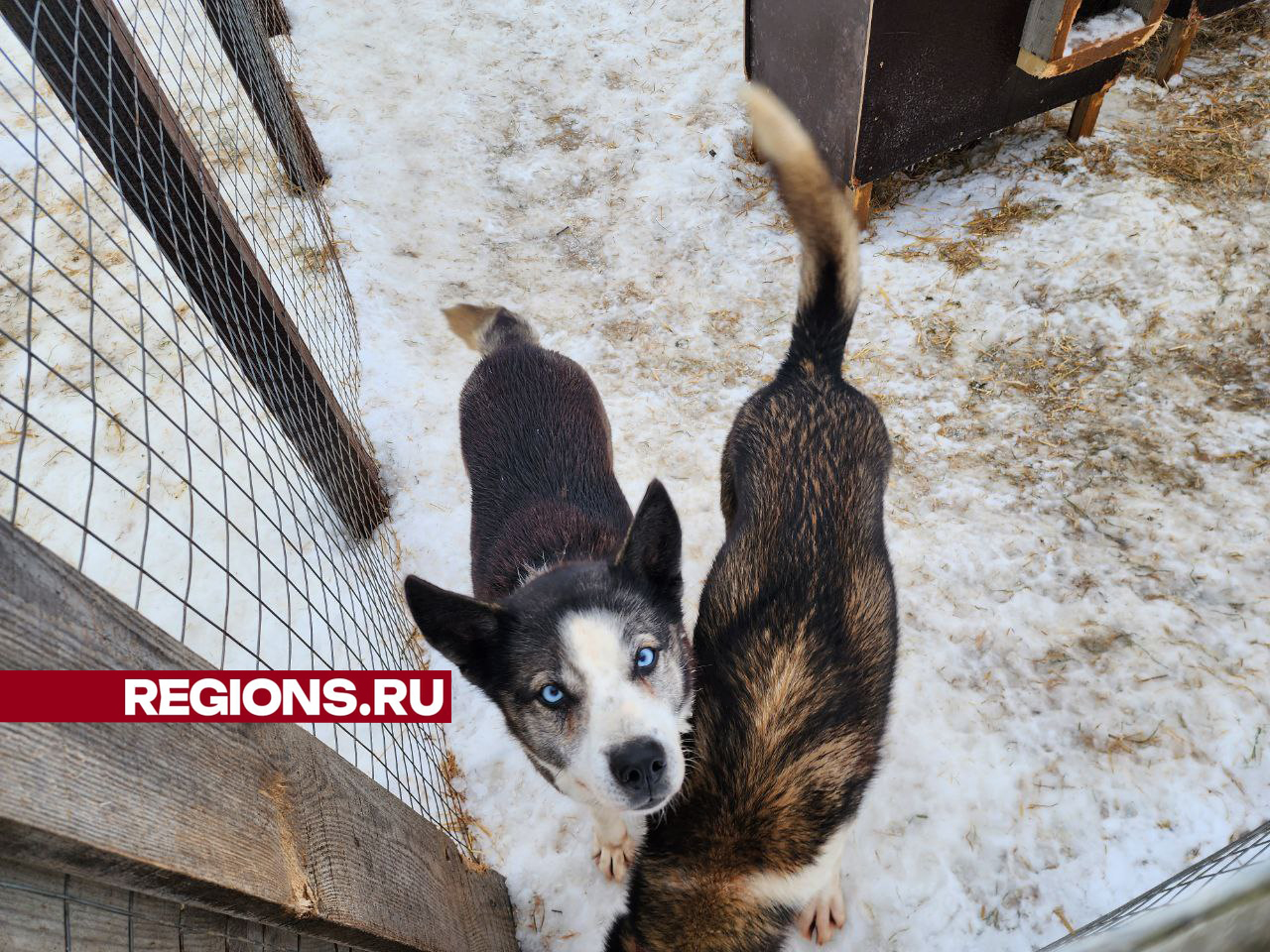 Собаки-победители из Можайска. Фото: Яна Шаливская