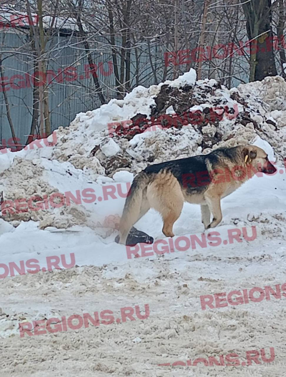 Фото: телеграм-канал деревни Русавкино-Романово https://t.me/rusavkino_romanovo/2999