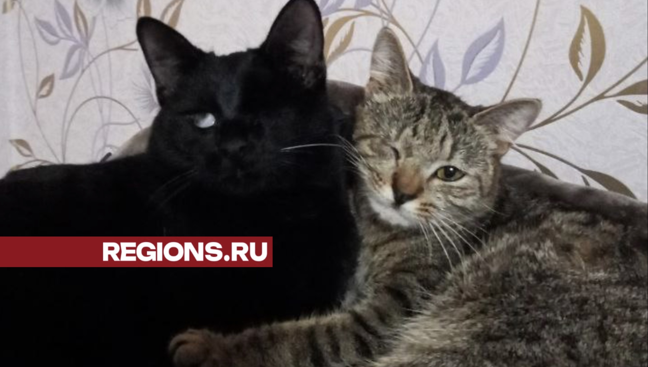 Коты Анны Потаповой. Фото из личного архива