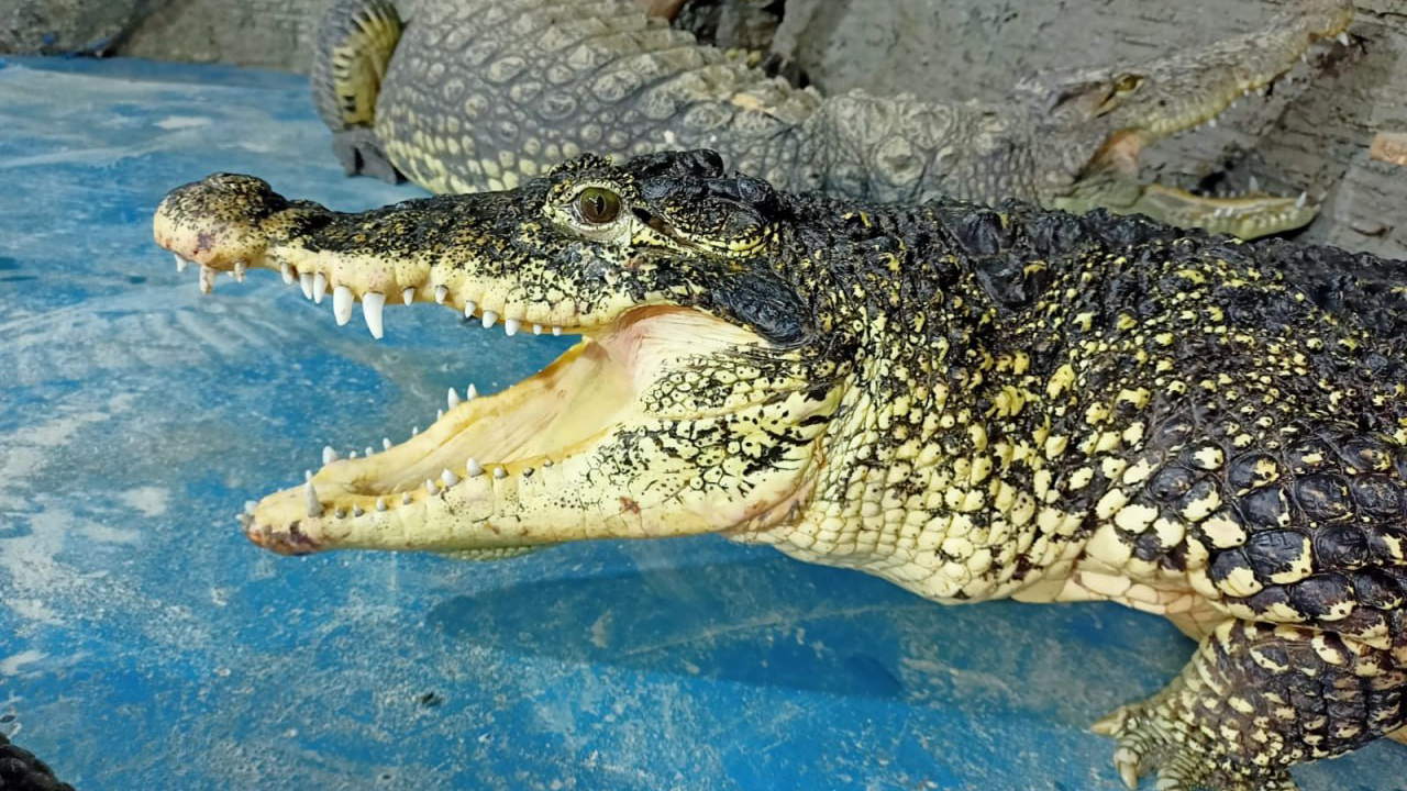 Крокодил Родригес. Фото: личный архив Олега Хавронича