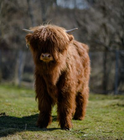 Фото: зооферма «Шихово»/ВКонтакте.