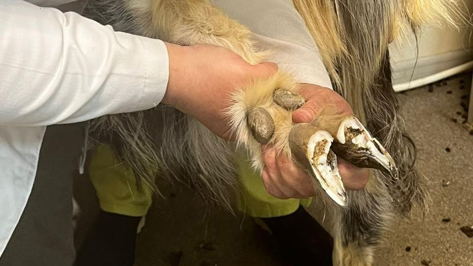 Фото: пресс-служба Министерства сельского хозяйства и продовольствия Московской области