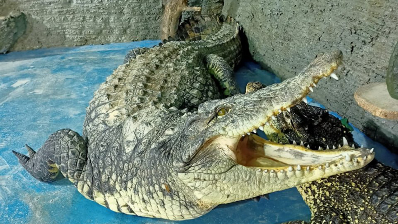 Крокодил Валера. Фото: личный архив Олега Хавронича