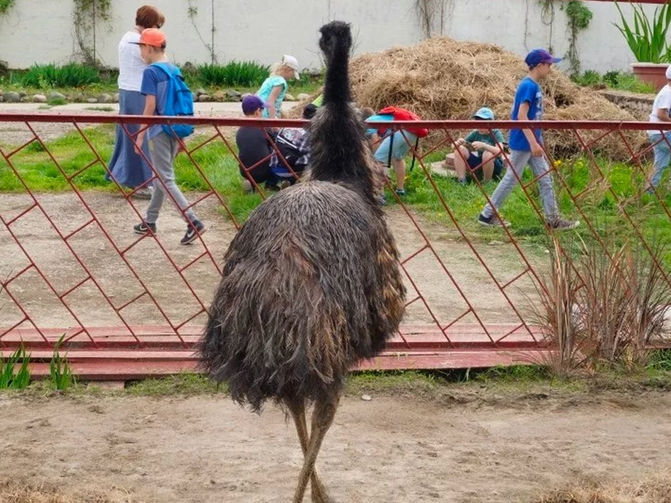 Фото: Ферма Русский страус