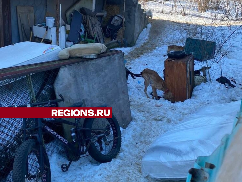 Фото: Вк/ГБР Зоозащита