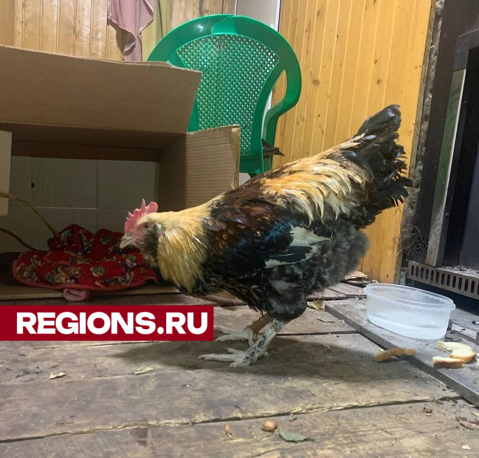 Актриса из Клина пристроила столичного петуха на ферму через соцсети |  REGIONS.RU / Клин