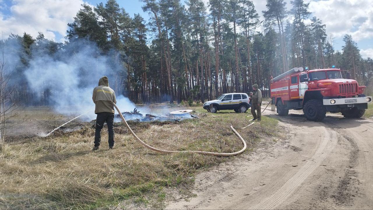 Фото: Комитет лесного хозяйства Московской области