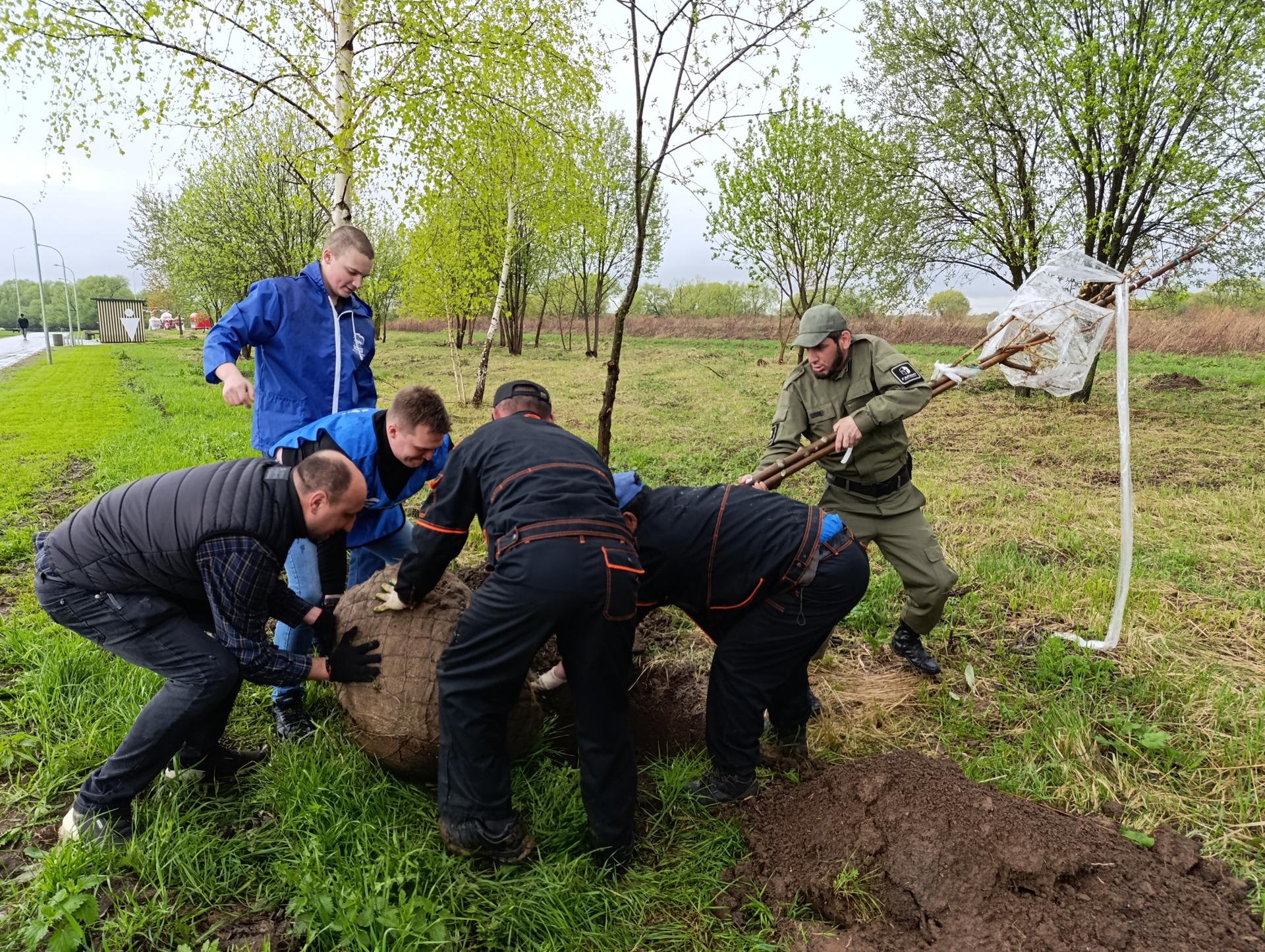 День добрых дел: в парке «Бронницкий Луг» посадили клены | REGIONS.RU /  Бронницы