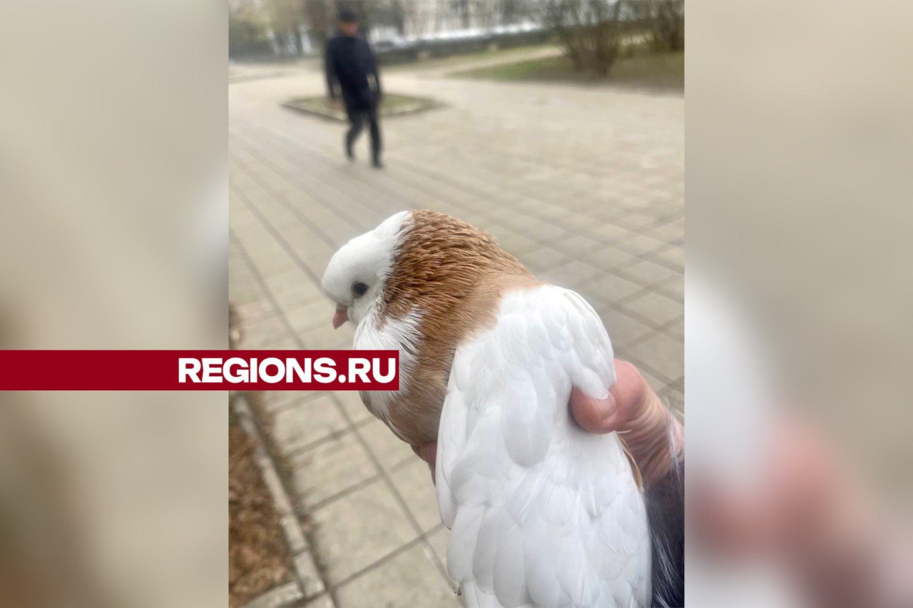 Сотрудница реанимации спасает голубей в Краснознаменске | REGIONS.RU /  Краснознаменск