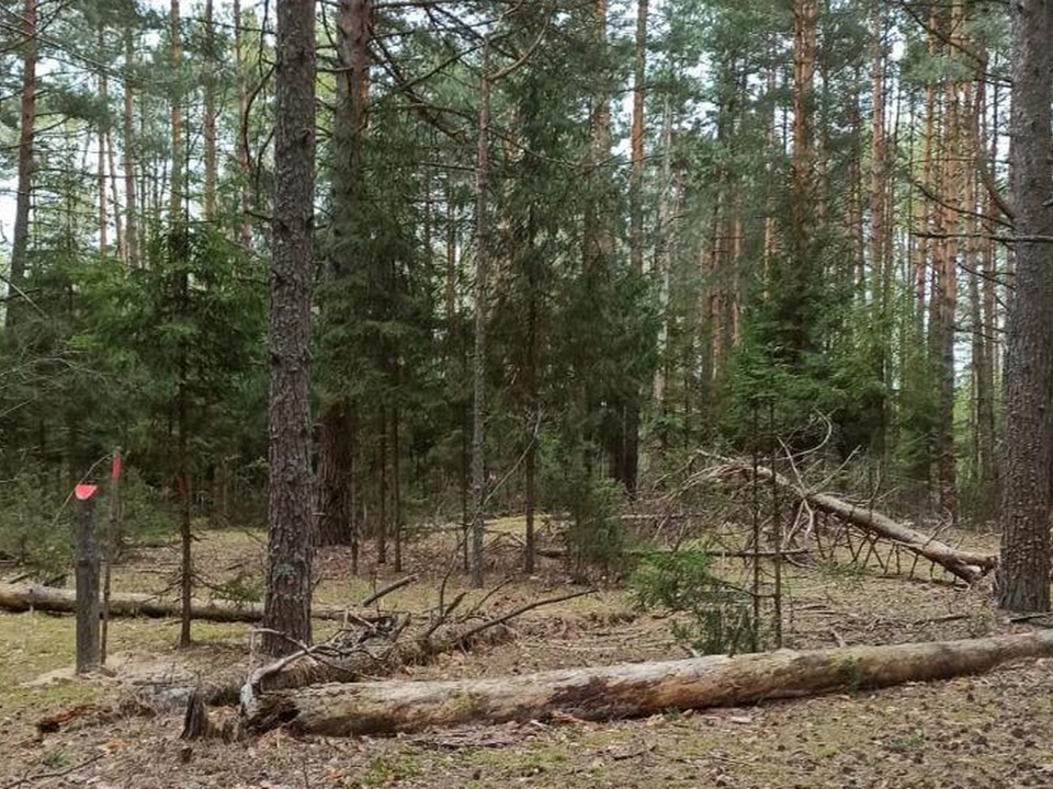 Фото: Комитет лесного хозяйства  Московской области