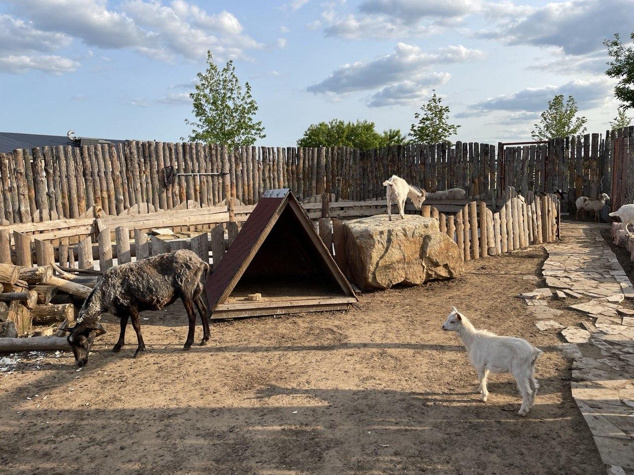 Фото: Раменский медиацентр