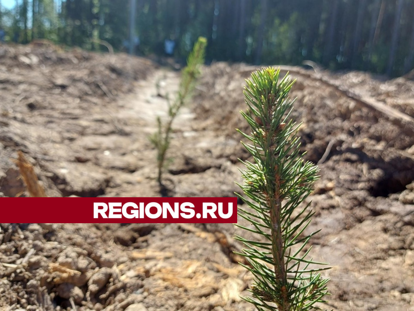 Жители и гости Истры посадили в деревне Рычково ели | REGIONS.RU / Истра