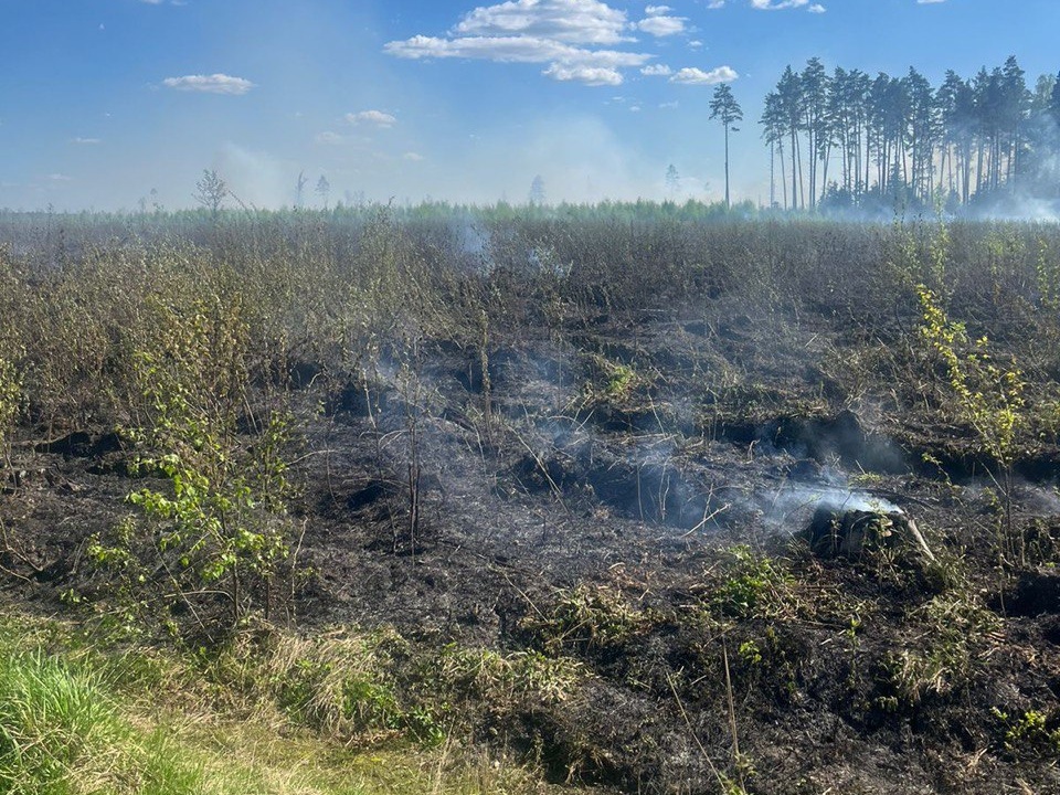 Фото: Комитета лесного хозяйства Московской области 