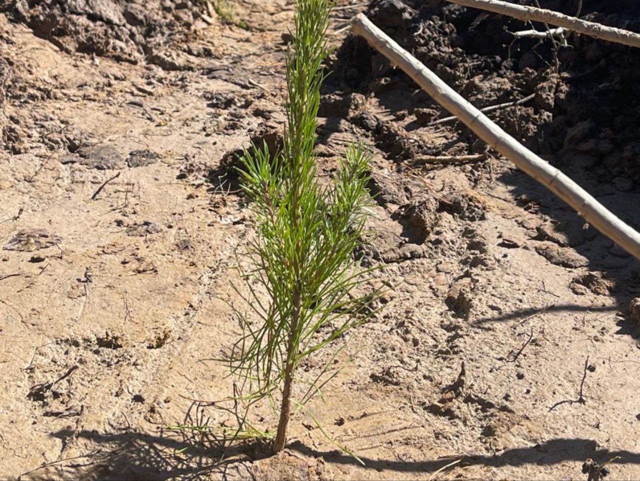 Фото: Талдомский филиал ГКУ МО «Мособллес»