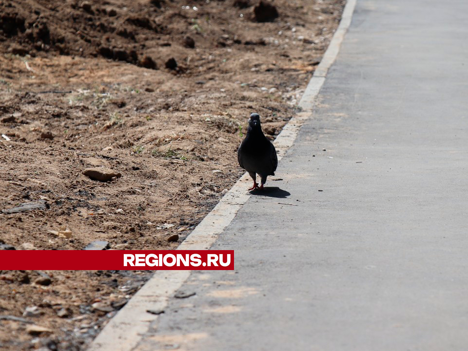 Фото: Regions/Василий Тремасов