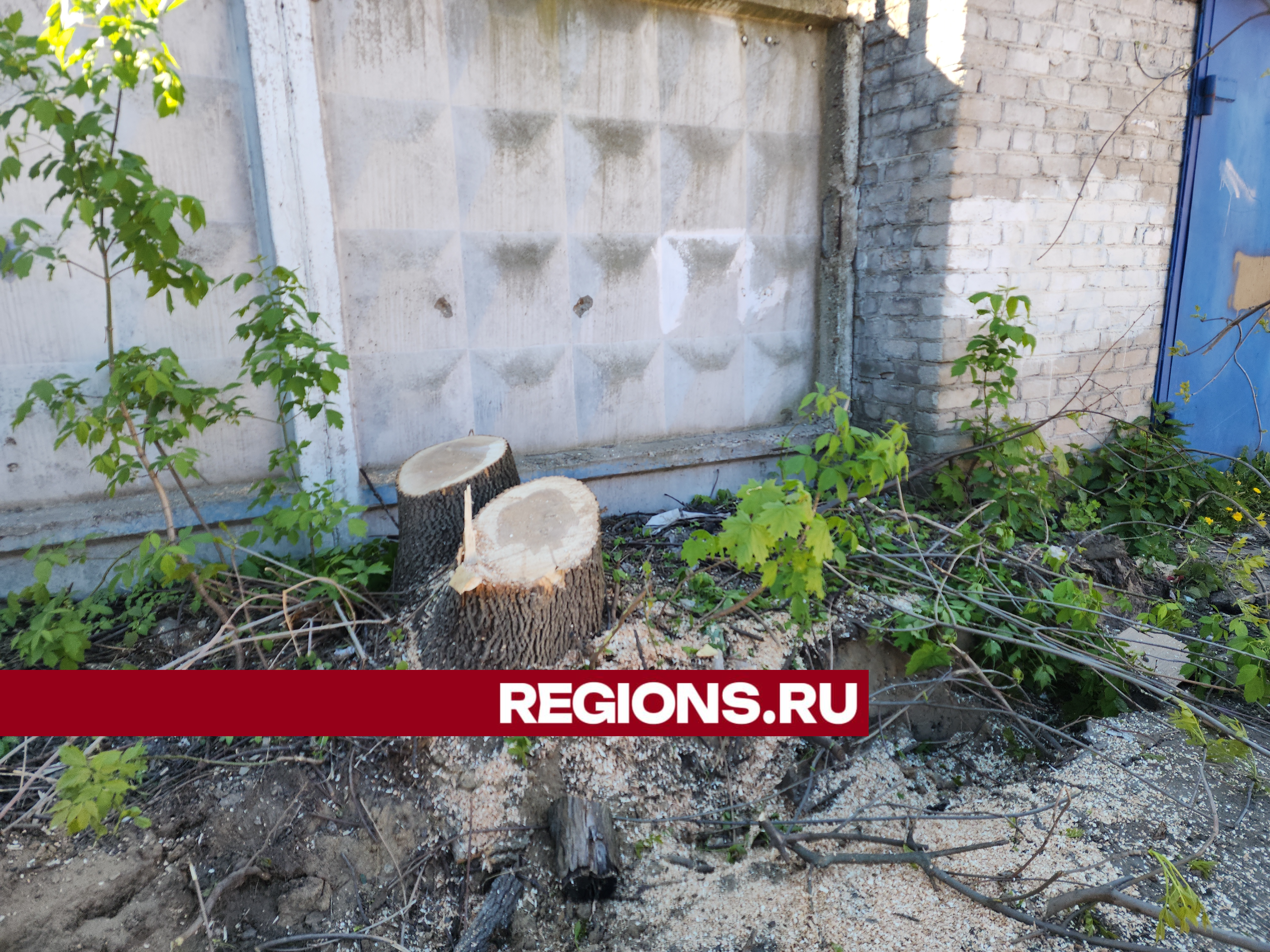 Фото: REGIONS/Ольга Шеметова