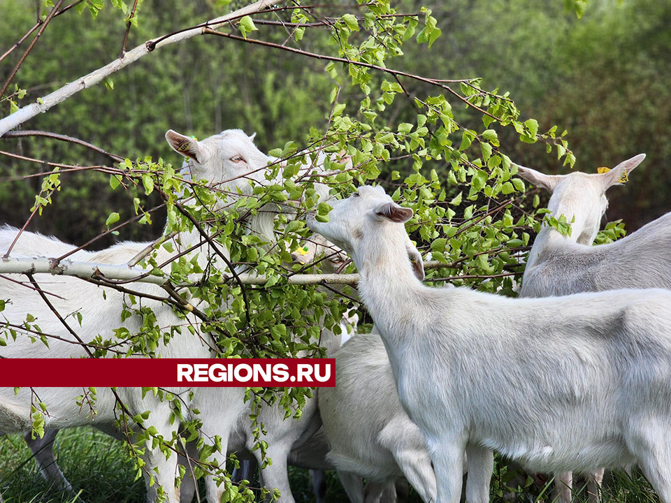 Фото: Светлана Плотникова