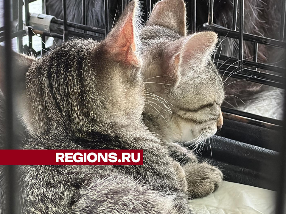 Фото: Данила Кирьянов 