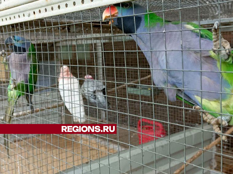 Фото: REGIONS/Евгений Рой