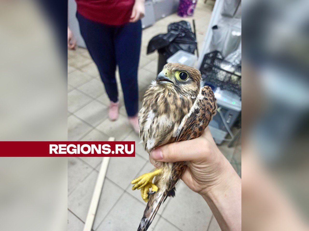 Спасенный в Балашихе сокол пройдет лечение в «Вороньем гнезде» | REGIONS.RU  / Балашиха