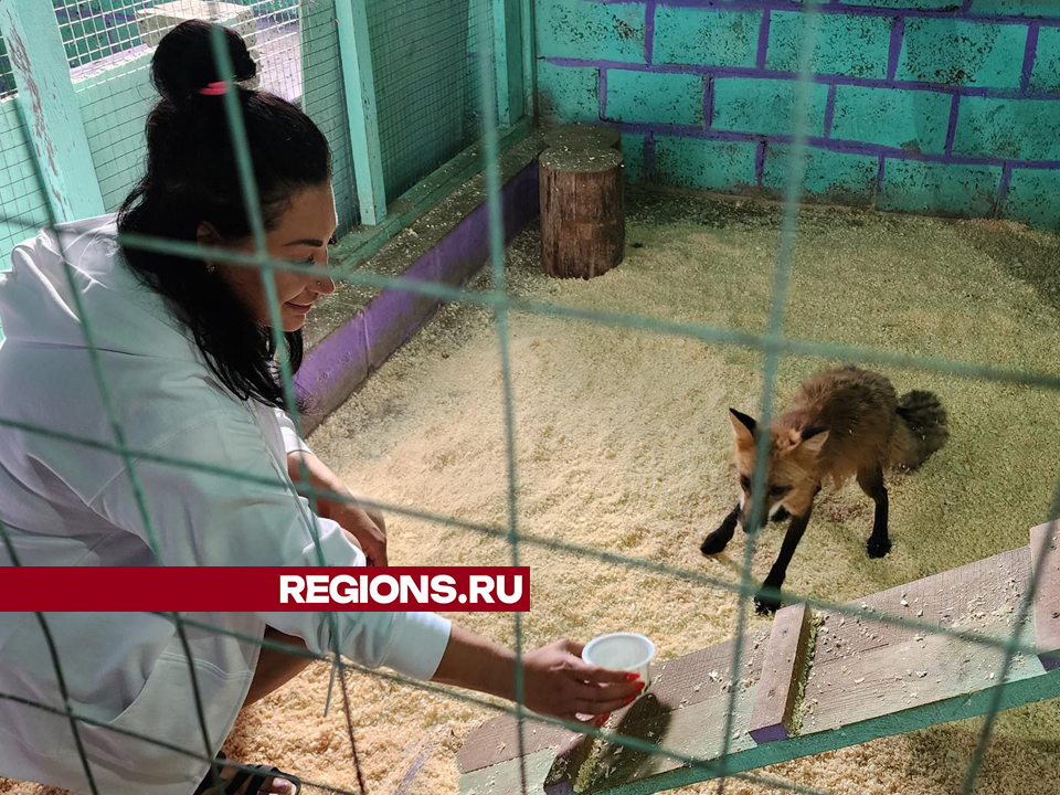 В зоогостинице под Егорьевском появились ручные лисята | REGIONS.RU ...