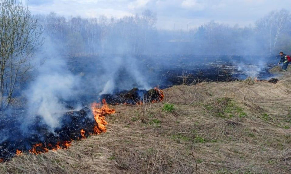 Фото: Комитет лесного хозяйства Московской области