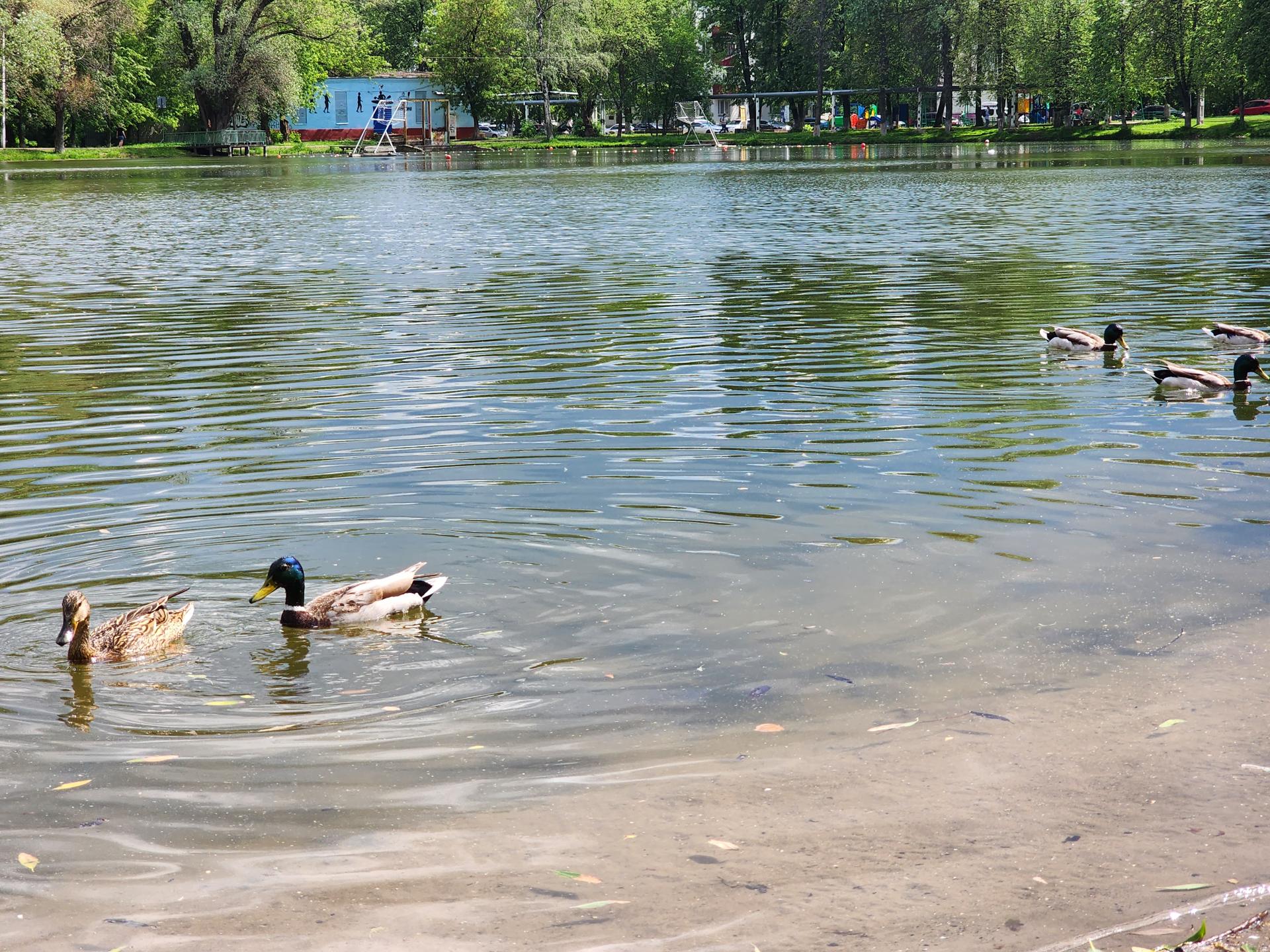 Домик для водоплавающих птиц установили на озере Пионер в городе Раменское  | Раменское