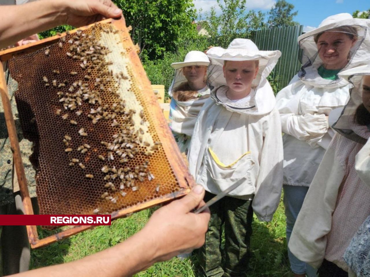 О чем жужжит пчела: ученики Коробовского лицея узнали, как устроена пасека  | REGIONS.RU / Шатура