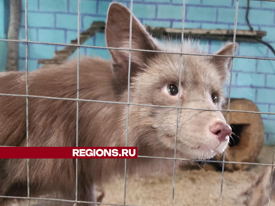 В зоогостинице под Егорьевском появились ручные лисята | REGIONS.RU ...