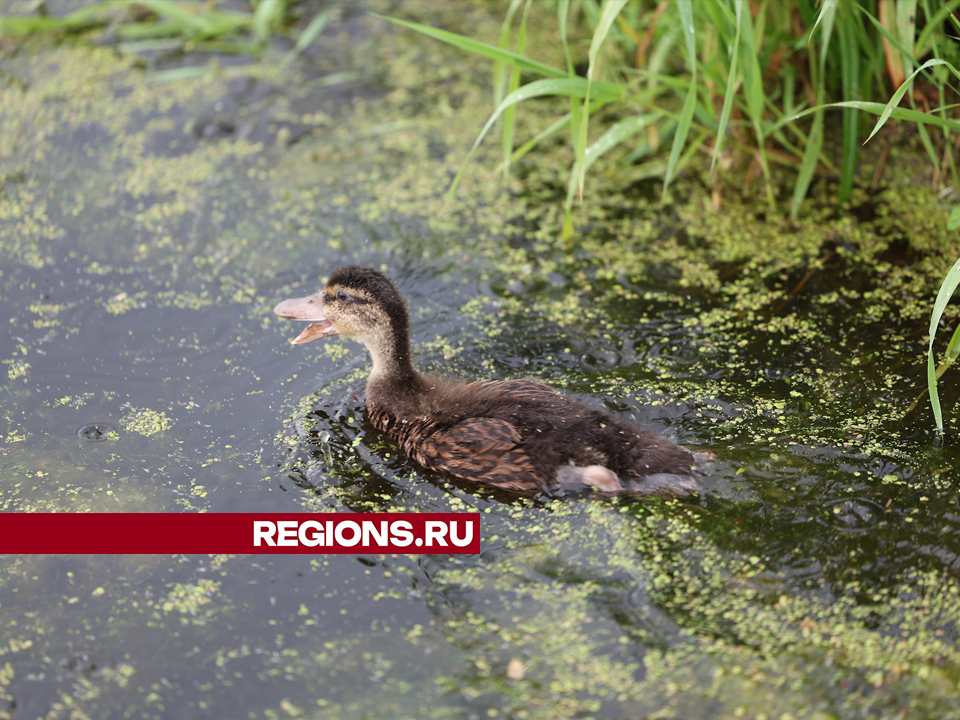 Фото: Ольга Пятикрестовская